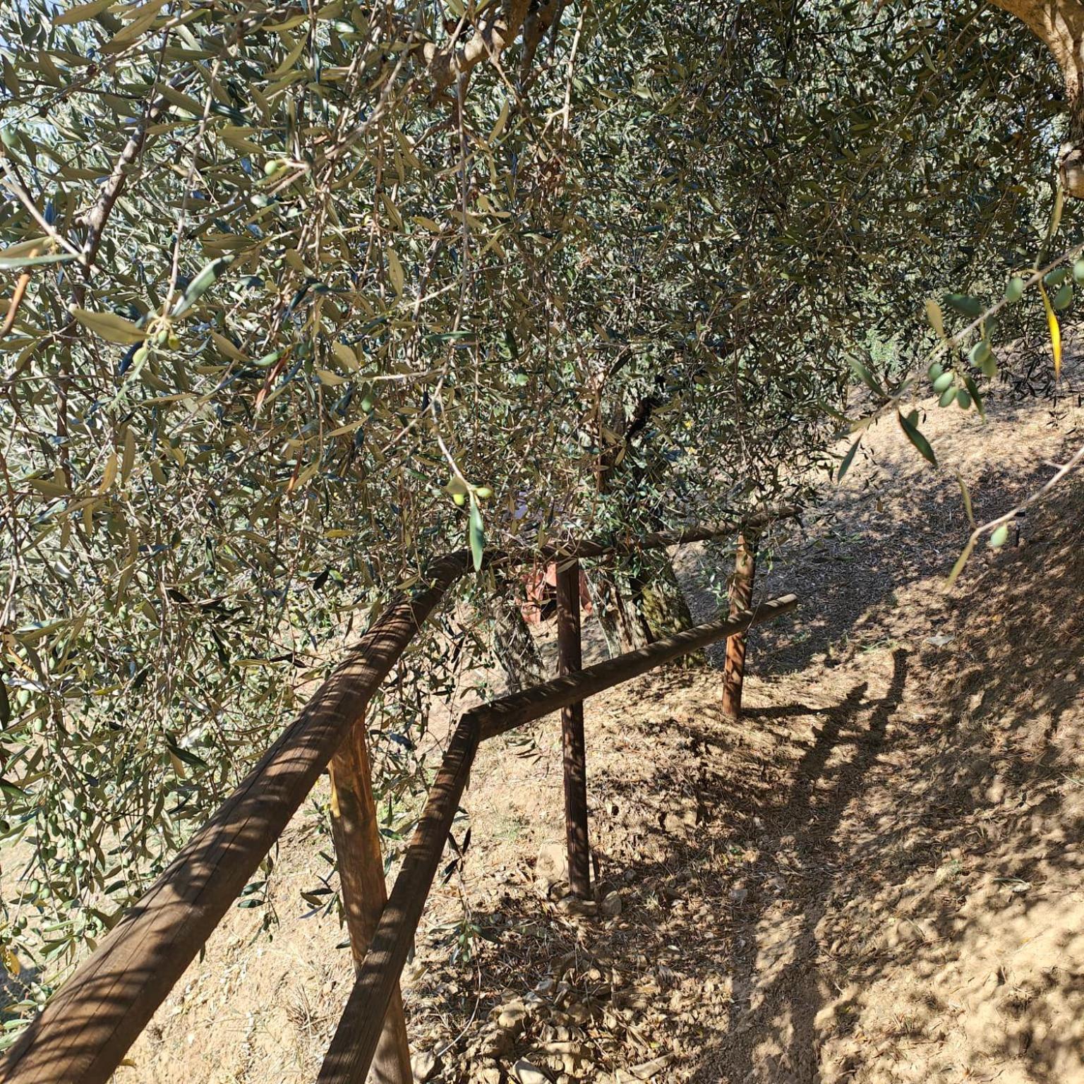 Massaciuccoli Romana 외부 사진
