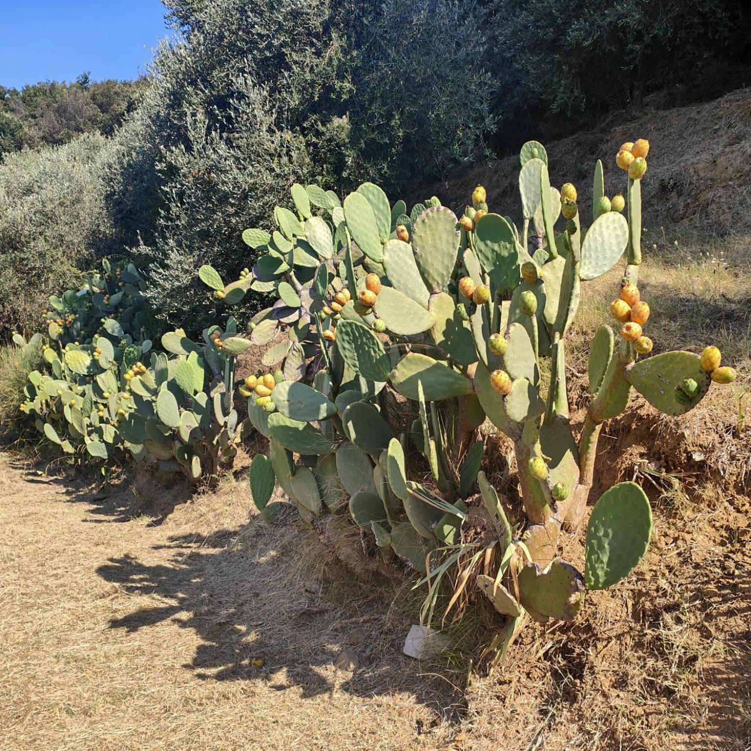 Massaciuccoli Romana 외부 사진